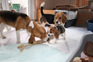 Welpen und Beagles spielen